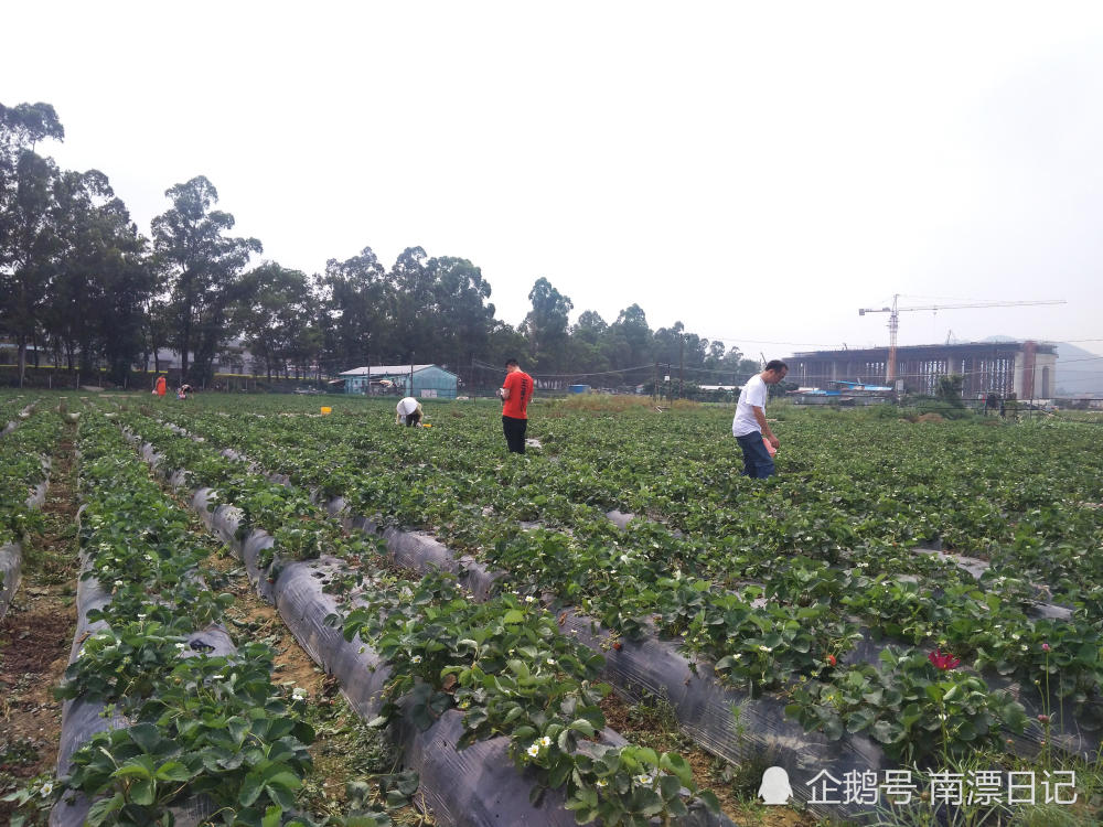 周末到东莞塘厦林村摘草莓,赣深高铁塘厦站就建在这里