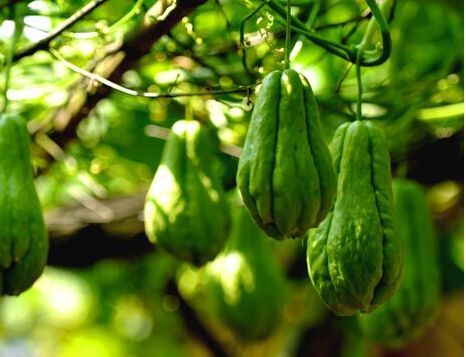 种一棵能吃半年 过去农村遍地是 其实 卷须 是上好野菜 看点快报