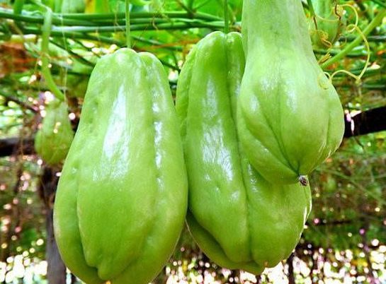 种一棵能吃半年 过去农村遍地是 其实 卷须 是上好野菜 看点快报