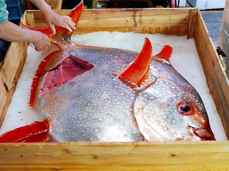 世界上"个头最大"的4种海鲜,蓝鳍金枪鱼上榜,日本人引