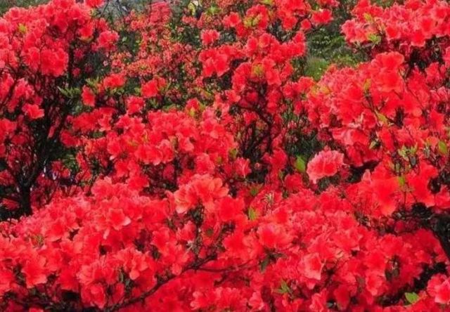杜鹃花,代表了爱的喜悦    杜鹃花,又叫映山红    杜鹃花的花语是"