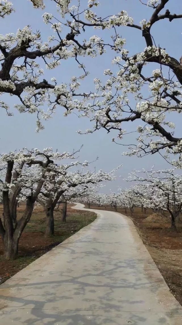 曲阳张鹏辉为梨花节写的小诗,简直太美了!