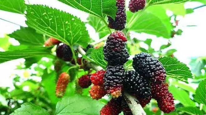 (实拍图) 有一种水果 甜似蜜,色似血 吃上一两颗可以让 嘴巴,舌头瞬间