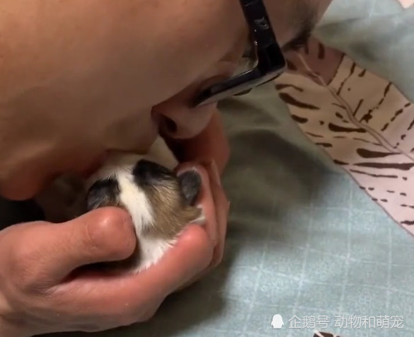 小奶狗出生后呼吸微弱 男主人亲自对其人工呼吸 被感动了 看点快报