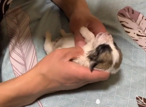 小奶狗出生后呼吸微弱 男主人亲自对其人工呼吸 被感动了 看点快报