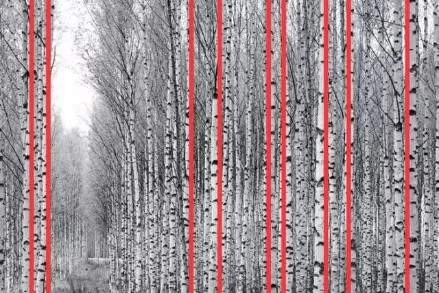 1  1/640s  100采用垂直线构图拍摄茂密的白桦林,整齐划一的树干,重复