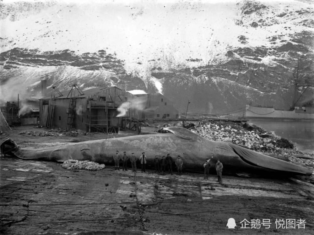 宠物小精灵:小智到底有多喜欢小精灵?他连这个都"不放过"