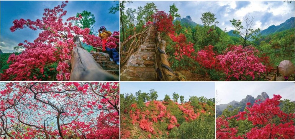 第十八届河南汝阳杜鹃花节开幕倒计时启动!