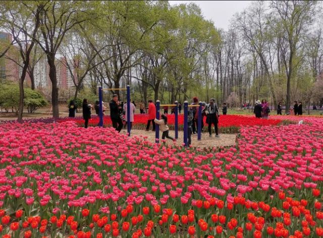 胶州植物园成赏花网红地,刷屏朋友圈