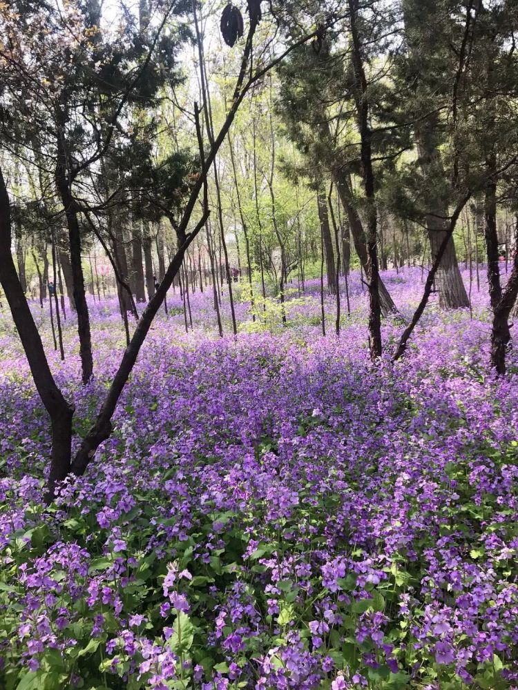 胶州植物园成赏花网红地,刷屏朋友圈