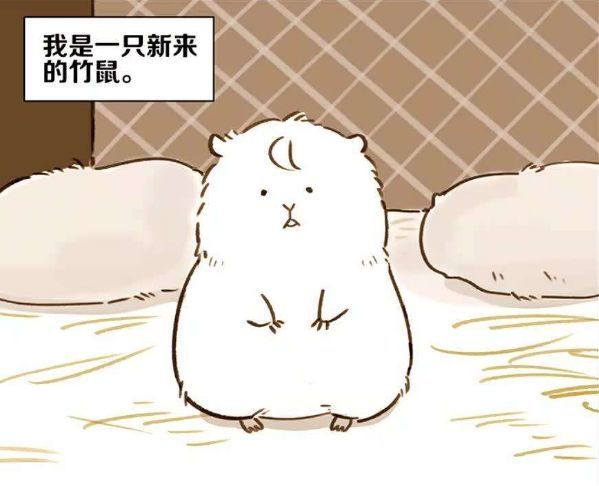 竹鼠不但可爱