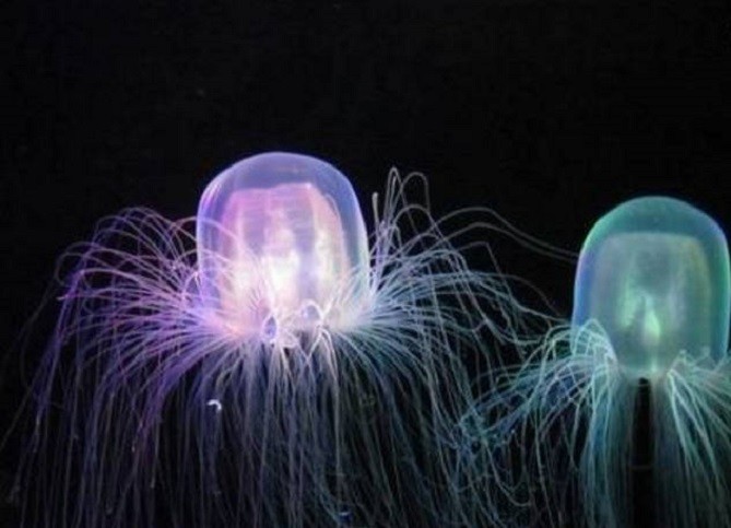 世界上最毒的生物,隐身在海水里,仙女般美丽