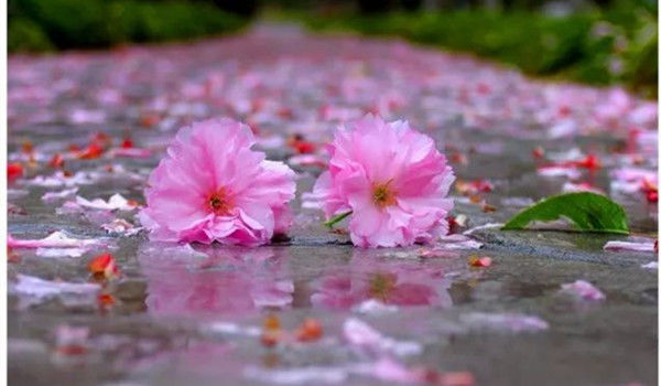 风急落花惨兮兮,总盼春雨,终来春雨. 禾田嗷嗷拔节时,麦苗正喜. 测