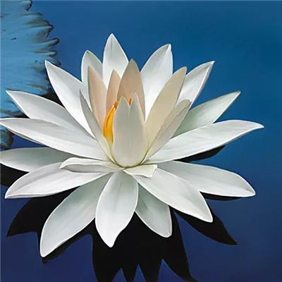 能带来好运的微信头像图片