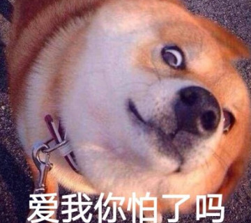 瞪眼·表情包·狗砸:爱我你怕了吗
