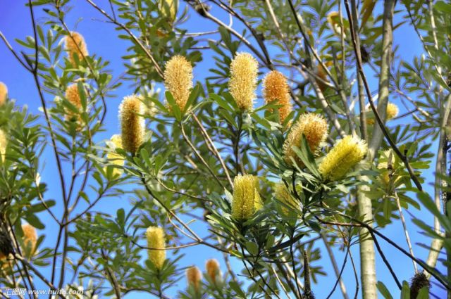 这就是澳大利亚最具特色的植物    ——banksia   中文名叫做 佛塔