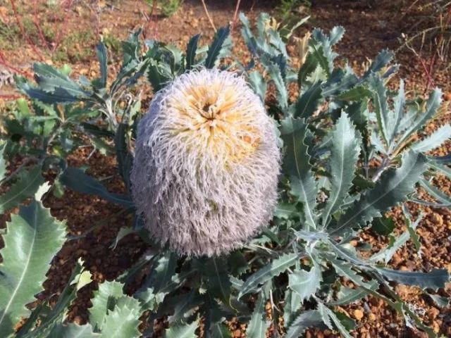 最澳洲的植物—斑克木