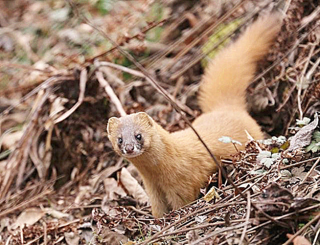 松鼠和黄鼠狼看图猜成语_黄鼠狼和松鼠照片(2)