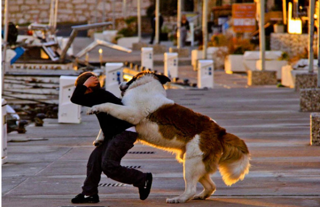 犬什么是成语_不接是什么成语(3)