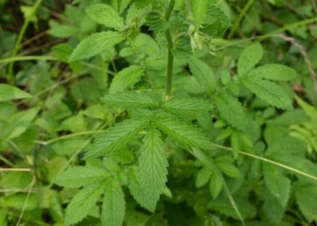 它是野味佳品,人称"龙芽肾",有人却说当野菜吃有点大材小用