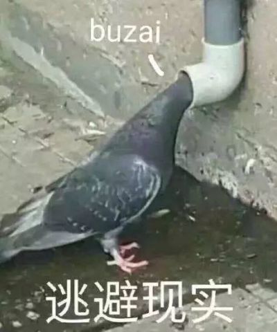 避不开的鸽猴子,你是放文化的还是被放的?小鸽子摩托车重吗图片