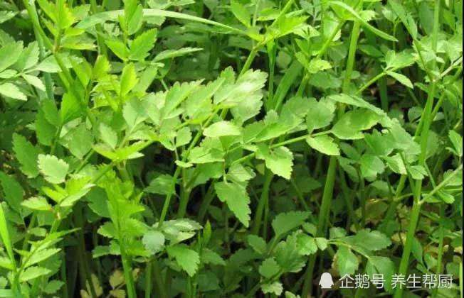 农村叫它"野芹菜",含铁量是芹菜的30倍,还能降血压防脑梗