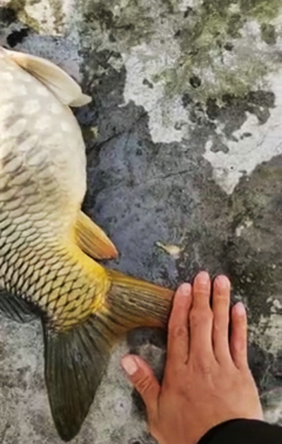 不过野生鲤鱼数量稀少,碰上不容易,可是这位钓友,钓起来一条十多斤的