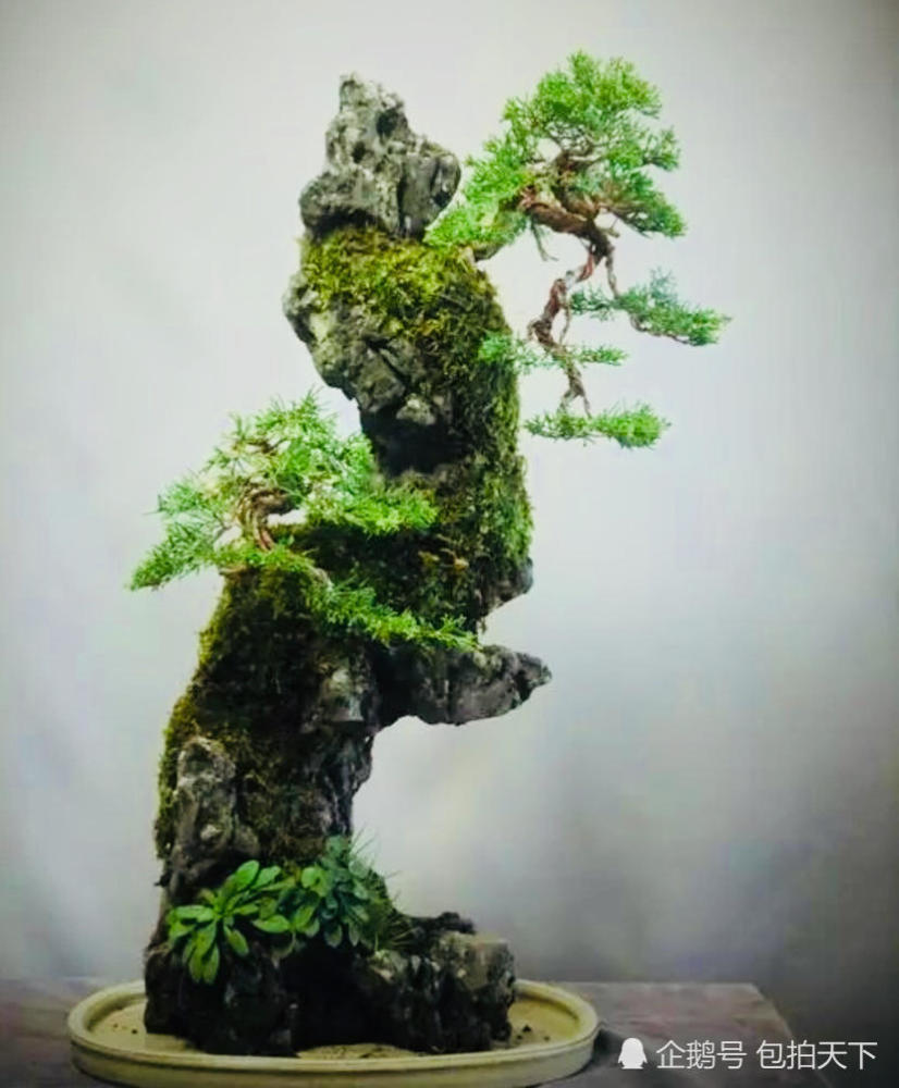 精品盆景欣赏