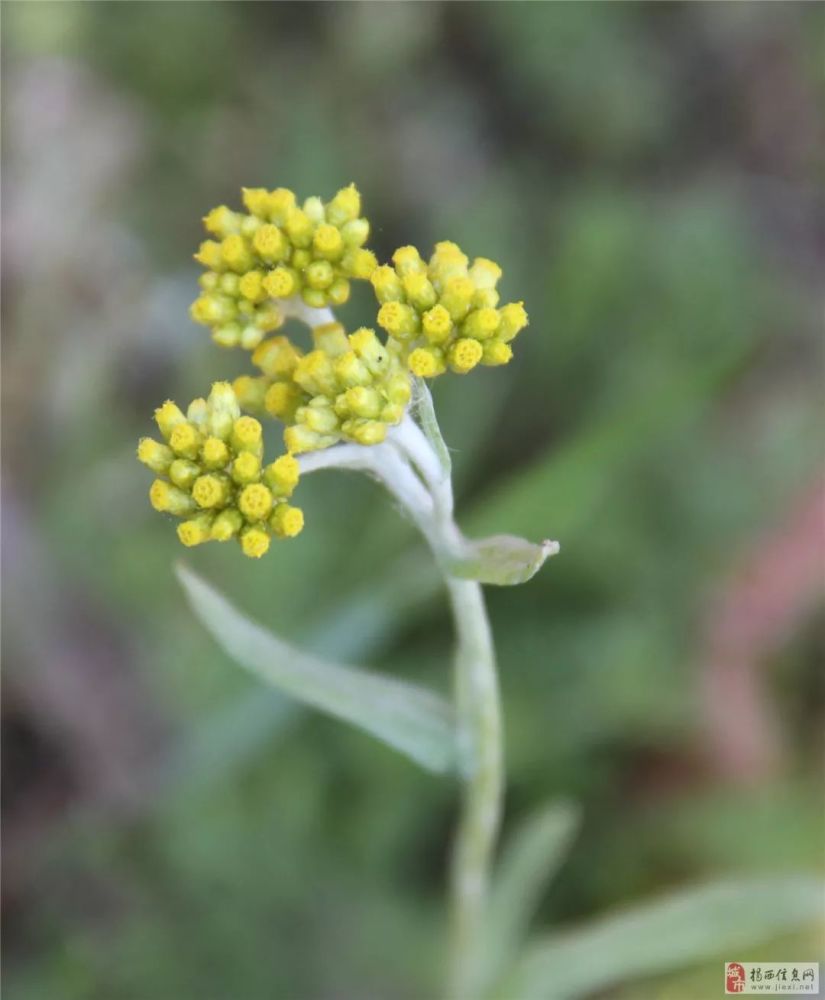 "黄花梦"在我们揭西县客家山区,其实是一种草本植物,学名鼠曲草,其