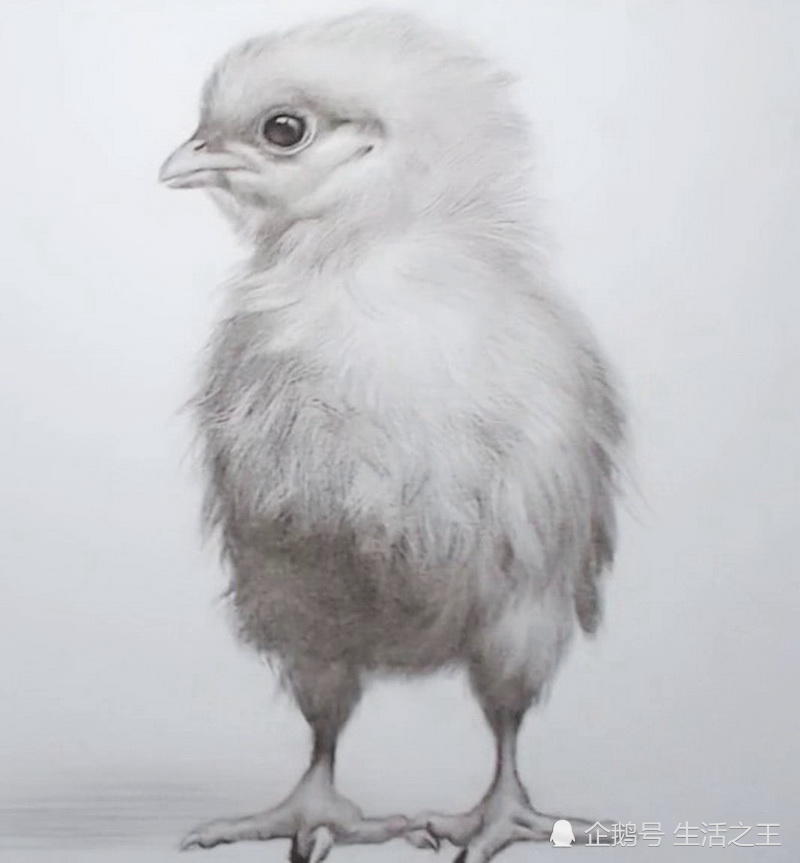 美术生素描小鸡仔,开始被吐槽"太丑",成画变身白天鹅!