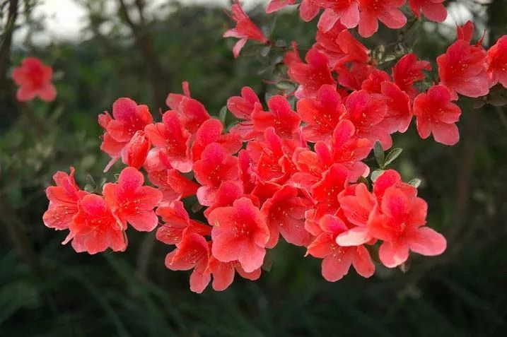 杜鹃花(映山红)