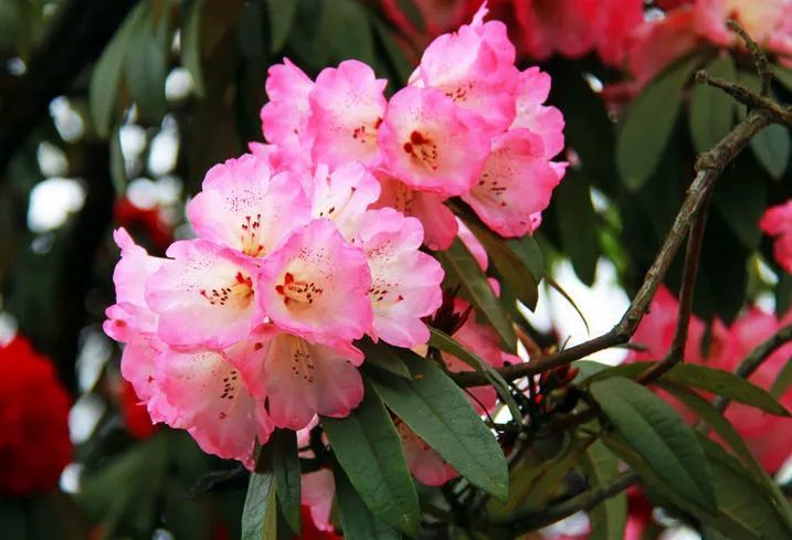 杜鹃花映山红