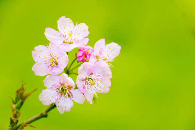 花开三月简谱_三月桃花心中开简谱