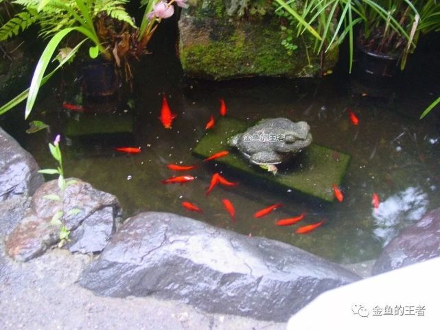 感悟 想要有个庭院,不必很大,只要有鱼有书有茶,还有你!