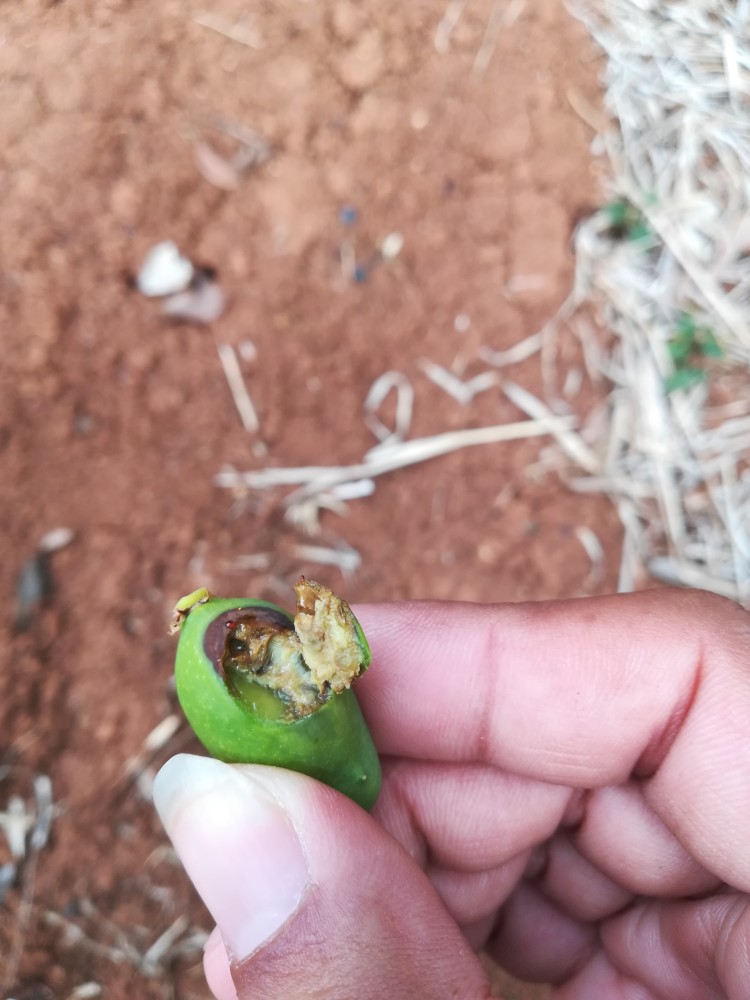 果园实拍!这些芒果都得了炭疽病!