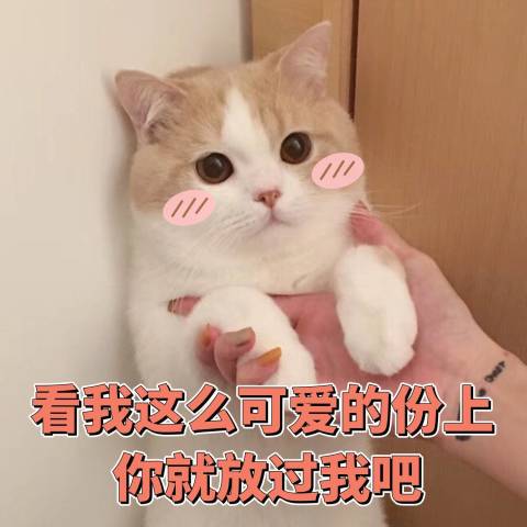 超可爱猫咪表情包,凶巴巴,就喜欢又怂又不老实的样子!