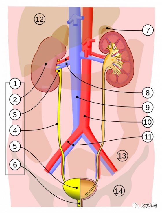 1.人类泌尿系统:2.肾脏,3.肾盂,4.输尿管,5.膀胱,6.尿道,7.肾上腺,8.