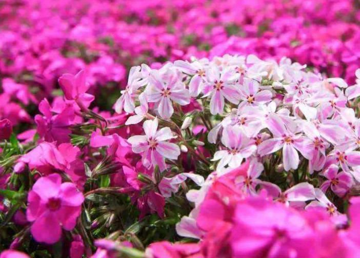 比樱花晚1个月 芝樱承包了樱花季结束后的美 看点快报