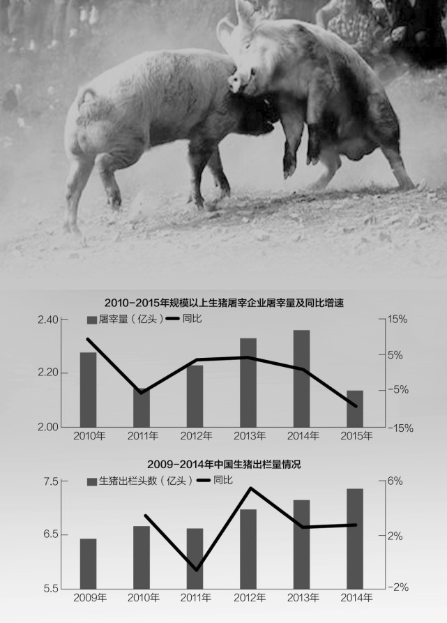 中国正遭遇“洋猪肉”挑战 美国生猪只卖2.5元/斤