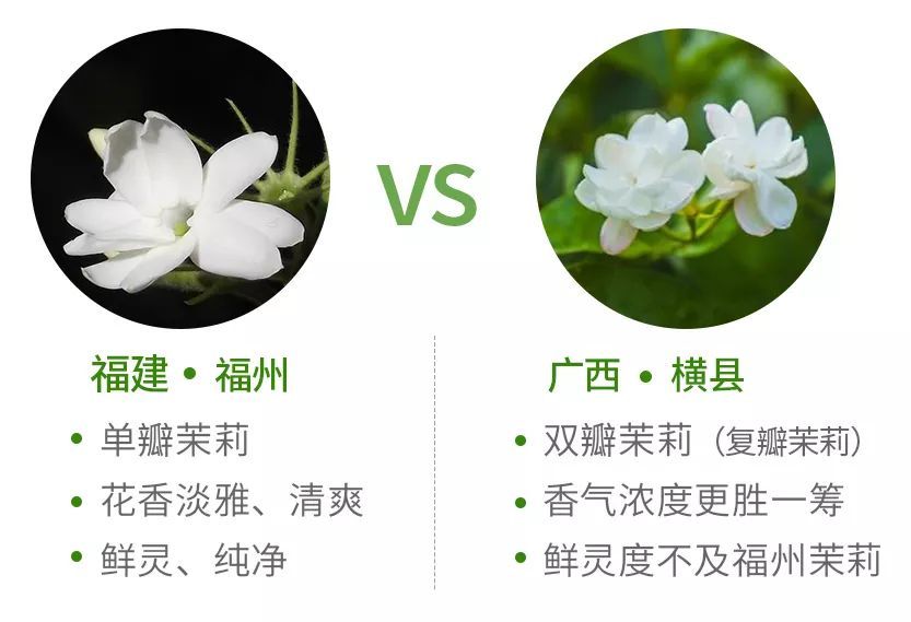 其实,在所有茉莉品种中,单瓣茉莉具有花香淡雅清爽,口感鲜灵纯净的