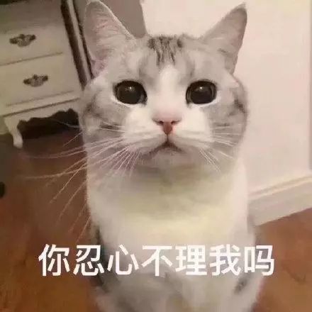 猫咪表情包:你忍心不理我吗