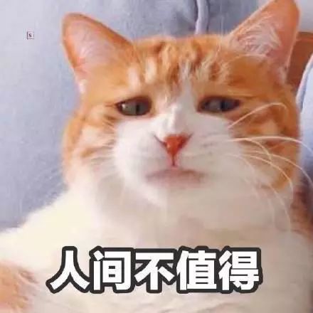 猫咪表情包:你忍心不理我吗