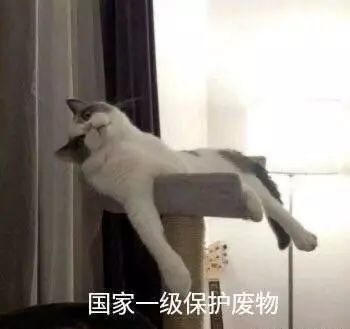 猫咪表情包:你忍心不理我吗