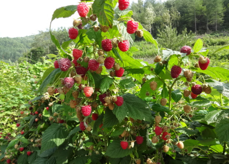 广西有种长在树上的"草莓",1颗能顶8颗蓝莓,你们那里