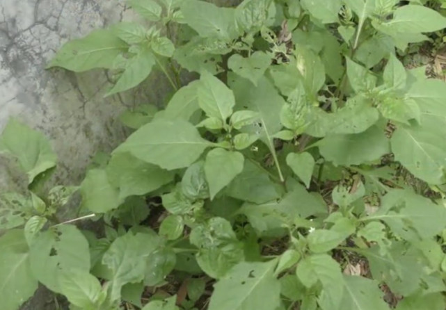 农村屋旁有一种野菜叫"龙葵",看着平平无奇,可实际上