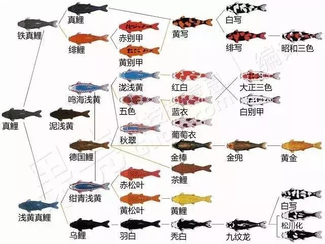 锦鲤谱系图受中国"鲤鱼跳龙门"传说的影响,鲤鱼在日本被视为勇气和