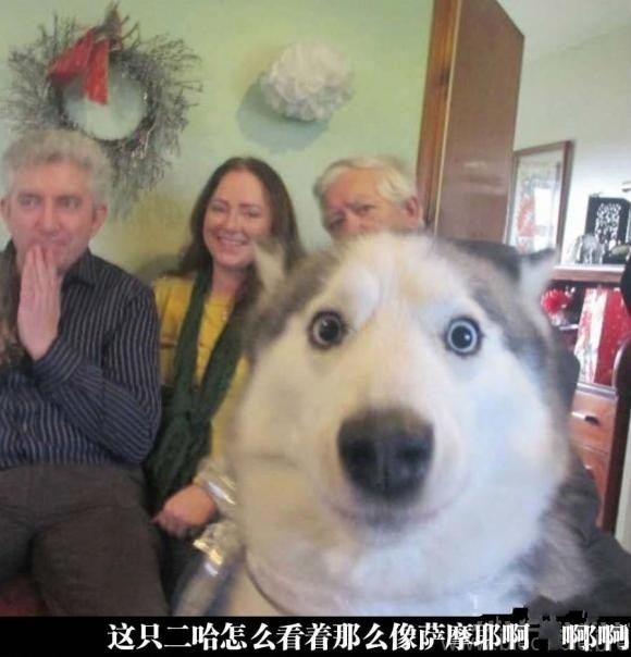 让人爆笑的10张图片:这二哈也太萌了!两个大眼睛!