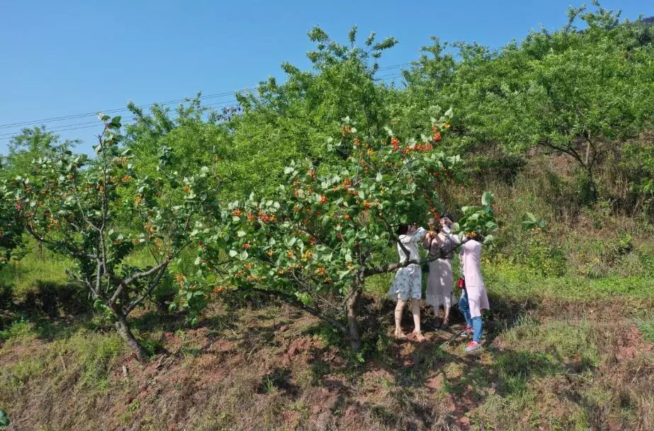 渝北发布 这里的樱桃价格合理,品相不错,还可以顺便呼吸一下玉峰山