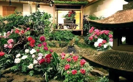 观赏牡丹 国外日欧美种群介绍 看点快报
