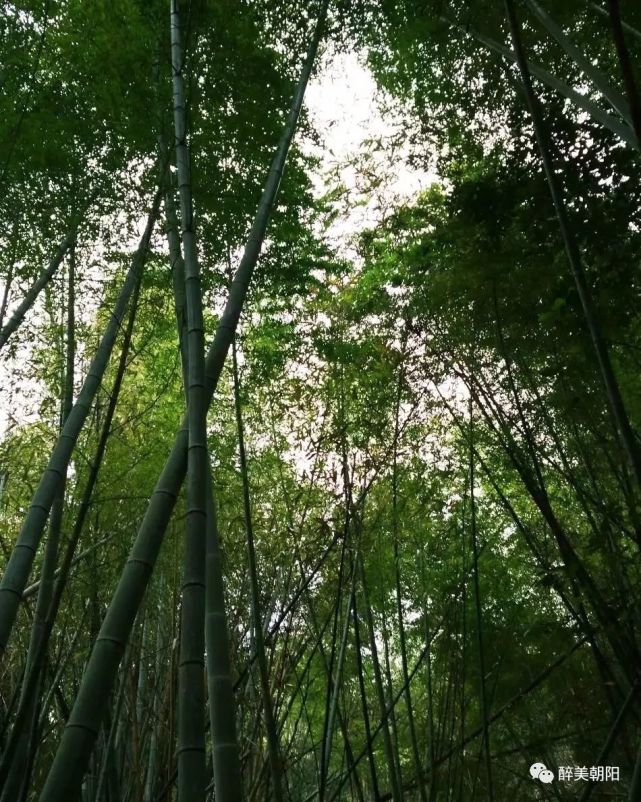 竹子,身形挺拔